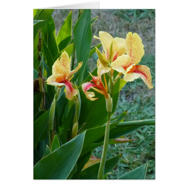 Gelbe Canna Lilie (Vorne)
