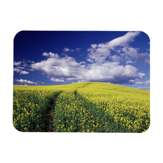Gelbe Canola in Whitman Landkreis Washington Staat Magnet (Horizontal)