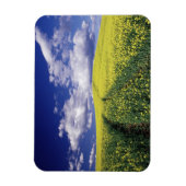 Gelbe Canola in Whitman Landkreis Washington Staat Magnet (Vertikal)