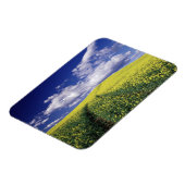 Gelbe Canola in Whitman Landkreis Washington Staat Magnet (Linke Seite)