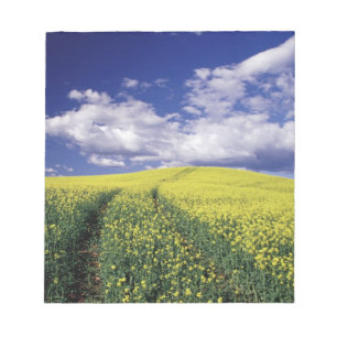 Gelbe Canola in Whitman Landkreis Washington Staat Notizblock