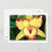 Gelbe Cattleya Orchid mit roter Ruffel Postkarte (Vorne/Hinten)