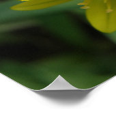 Gelbe Chionodoxa-Blume drucken Poster (Ecke)