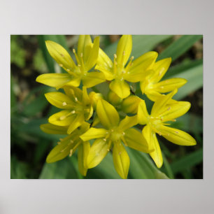 Gelbe Chionodoxa-Blume drucken Poster