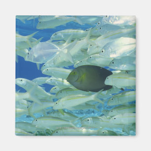 Gelbe Chirurgfische mit gelbem Streifen-Goldfisch Magnet