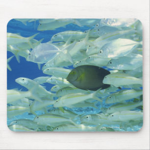 Gelbe Chirurgfische mit gelbem Streifen-Goldfisch Mousepad
