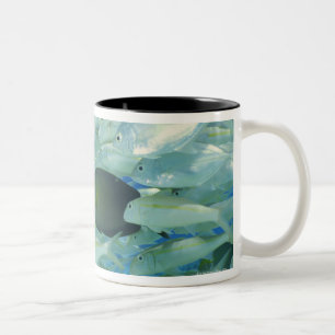 Gelbe Chirurgfische mit gelbem Streifen-Goldfisch Zweifarbige Tasse