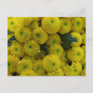 Gelbe Chrysanthema-Karte Postkarte