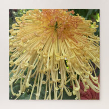 Gelbe Chrysantheme