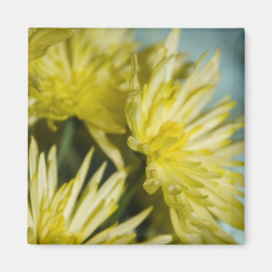 Gelbe Chrysanthemen Magnet (Vorne)