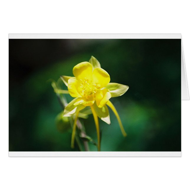 Gelbe Columbine-Wildblume (Vorderseite (Horizontal))