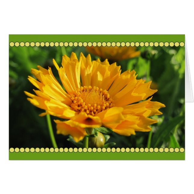 Gelbe Coreopsis-Blume (Vorderseite (Horizontal))
