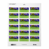 Gelbe Coreopsis und Lila Violas farbenfrohe Blüte Adressaufkleber (Vorne)