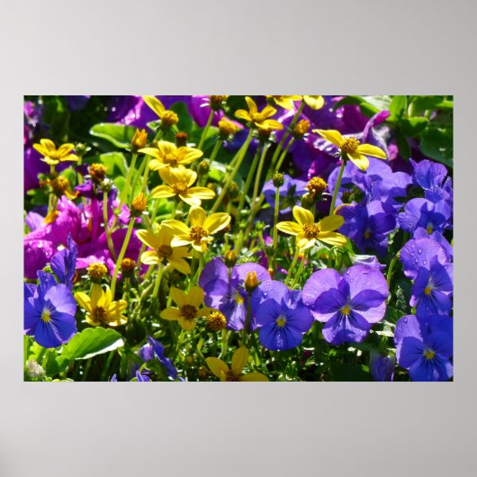 Gelbe Coreopsis und Lila Violas farbenfrohe Blüte Poster (Vorne)