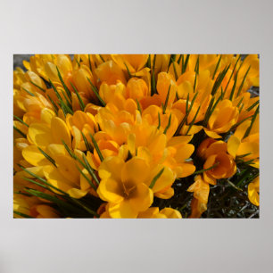 Gelbe Crocus flavus - Goldene gelbe Blumen Poster