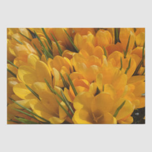 Gelbe Crocus flavus - Goldene gelbe Blumen Seidenpapier