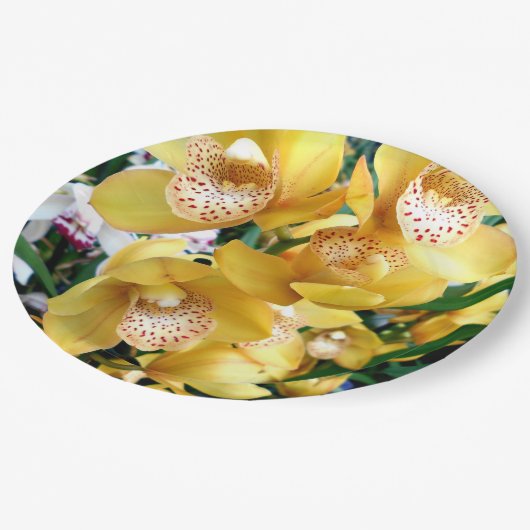 Gelbe Cymbidium-Orchideen Pappteller (Schrägansicht)