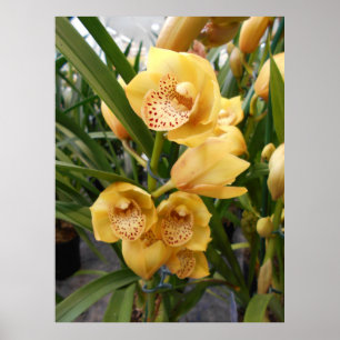 Gelbe Cymbidium-Orchideen Poster