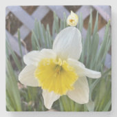 Gelbe Daffodien#1 Steinuntersetzer (Vorderseite)