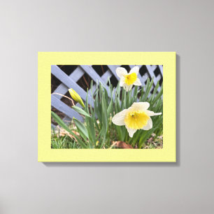 Gelbe Daffodien #2 Leinwanddruck