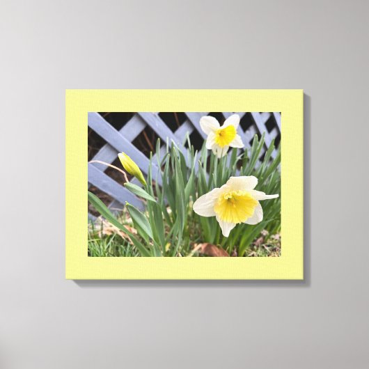 Gelbe Daffodien #2 Leinwanddruck (Vorderseite)
