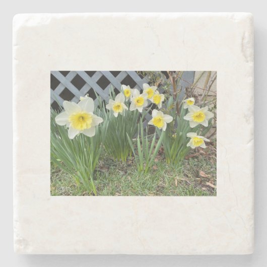 Gelbe Daffodien#3 Steinuntersetzer (Vorderseite)