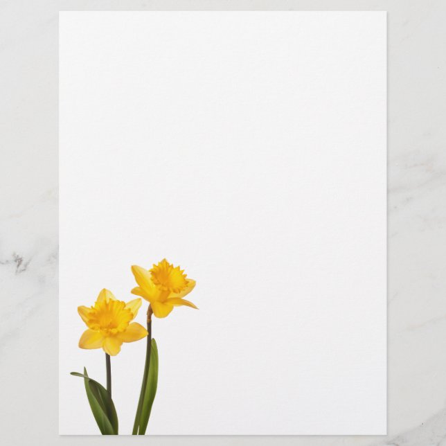 Gelbe Daffodien auf Weiß - Daffodil Blume Leere (Vorderseite)