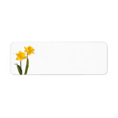 Gelbe Daffodien auf Weiß - Daffodil Blume Leere (Vorne)