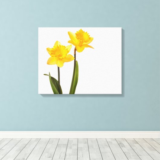Gelbe Daffodien auf Weiß - Daffodil Blume Leere Leinwanddruck (Insitu (Holzboden))