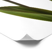 Gelbe Daffodien auf Weiß - Daffodil Blume Leere Poster (Ecke)