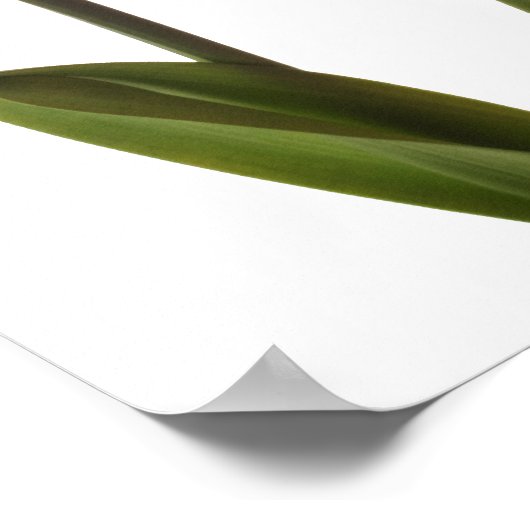 Gelbe Daffodien auf Weiß - Daffodil Blume Leere Poster (Ecke)