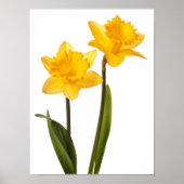 Gelbe Daffodien auf Weiß - Daffodil Blume Leere Poster (Vorne)