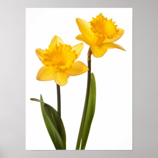 Gelbe Daffodien auf Weiß - Daffodil Blume Leere Poster (Vorne)