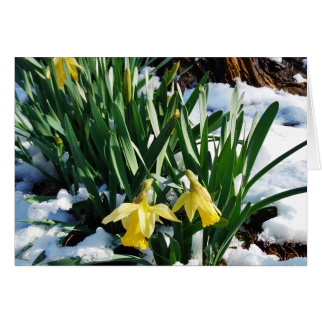 Gelbe Daffodien Blume im Schnee (Vorderseite (Horizontal))