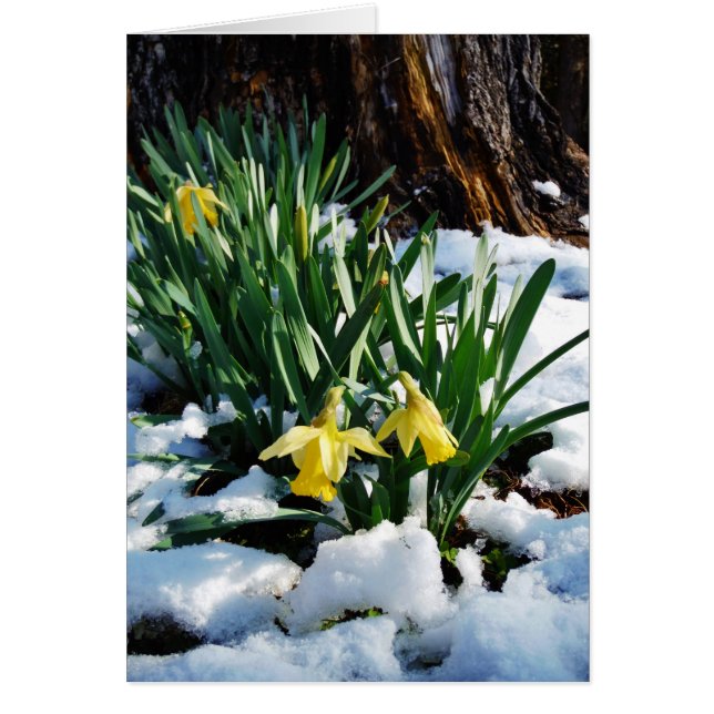 Gelbe Daffodien Blume im Schnee (Vorne)