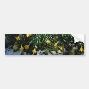 Gelbe Daffodien Blume im Schnee Autoaufkleber
