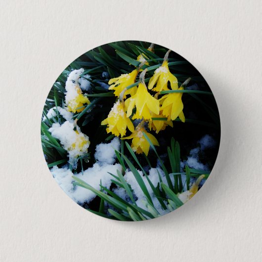 Gelbe Daffodien Blume im Schnee Button (Vorderseite)