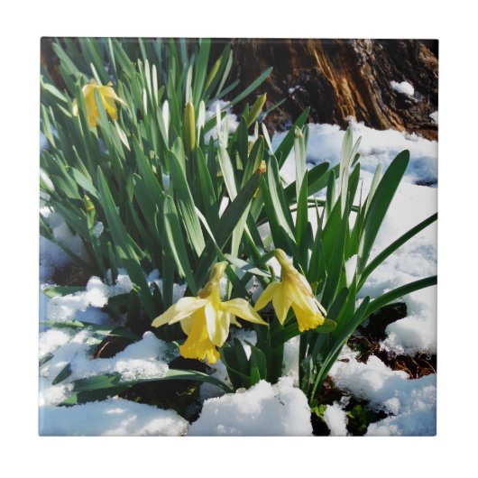 Gelbe Daffodien Blume im Schnee Fliese (Vorderseite)
