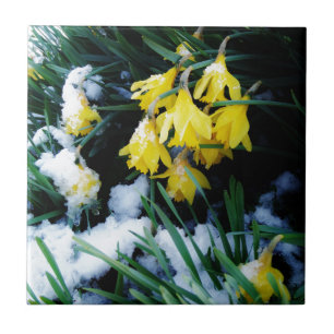 Gelbe Daffodien Blume im Schnee Fliese