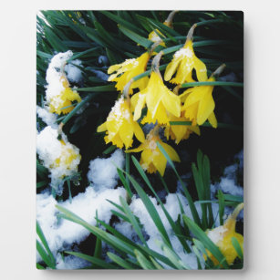Gelbe Daffodien Blume im Schnee Fotoplatte