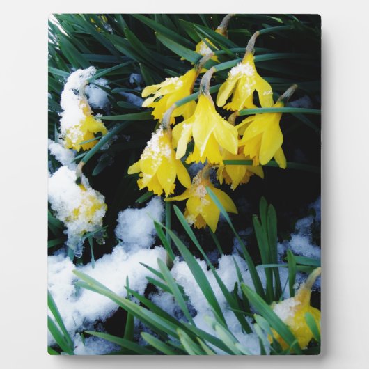 Gelbe Daffodien Blume im Schnee Fotoplatte (Vorderseite)