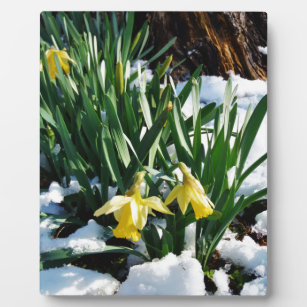 Gelbe Daffodien Blume im Schnee Fotoplatte