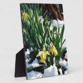 Gelbe Daffodien Blume im Schnee Fotoplatte (Seite)