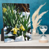Gelbe Daffodien Blume im Schnee Fotoplatte (Seite)