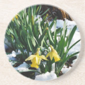 Gelbe Daffodien Blume im Schnee Getränkeuntersetzer (Vorne)