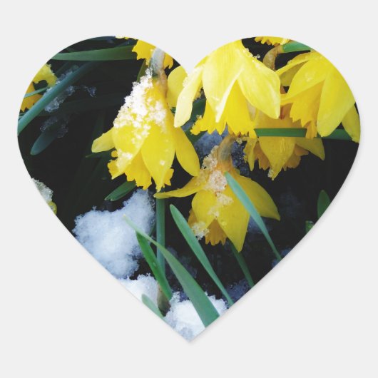 Gelbe Daffodien Blume im Schnee Herz-Aufkleber (Vorderseite)