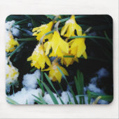 Gelbe Daffodien Blume im Schnee Mousepad (Vorne)