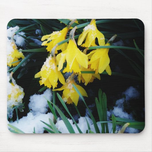 Gelbe Daffodien Blume im Schnee Mousepad (Vorne)