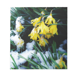 Gelbe Daffodien Blume im Schnee Notizblock