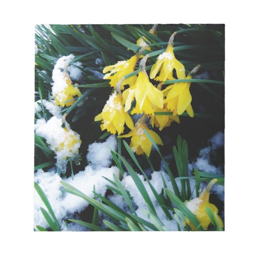 Gelbe Daffodien Blume im Schnee Notizblock (Vorderseite)